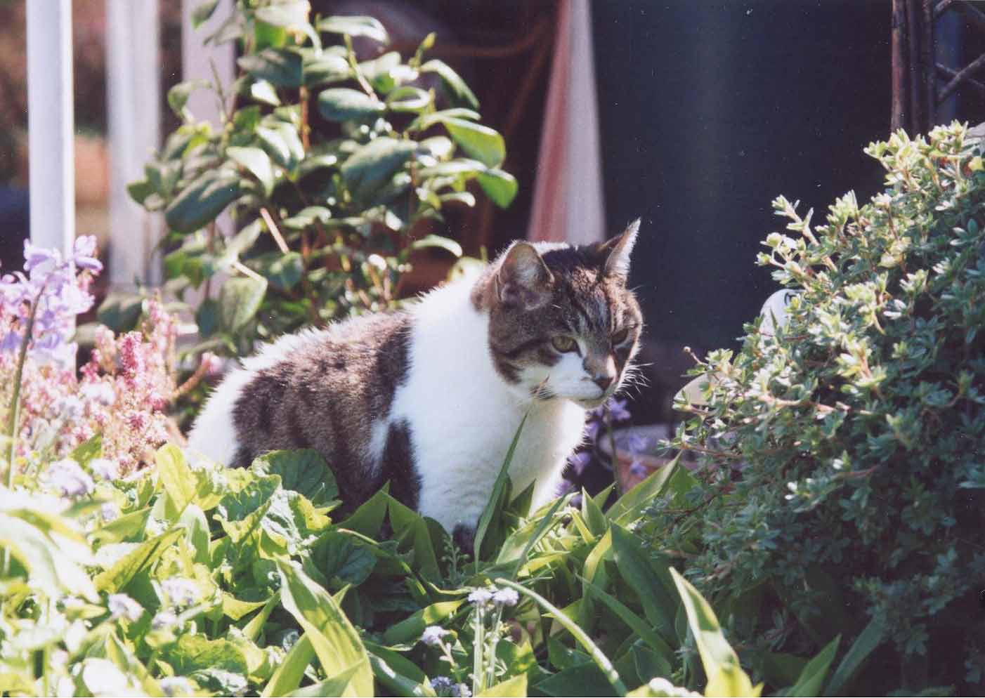 that cat